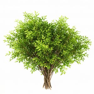 Фисташка (1 пучок)