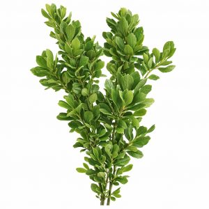 Питтоспорум (1 пучок)