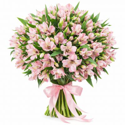 Альстромерия розовая