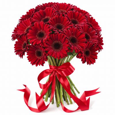 Гербера красная