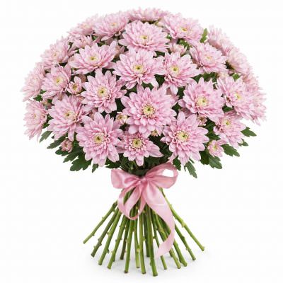 Хризантема кустовая розовая