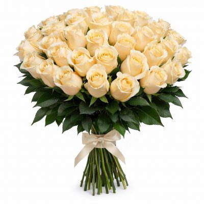 Розы Голландия кремовые