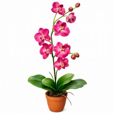 Орхидея в горшке «Розовая»