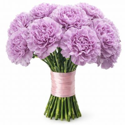 Диантус фиолетовый