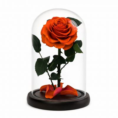 Роза в колбе морковная