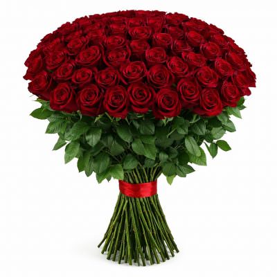 Розы Эквадор бордовые