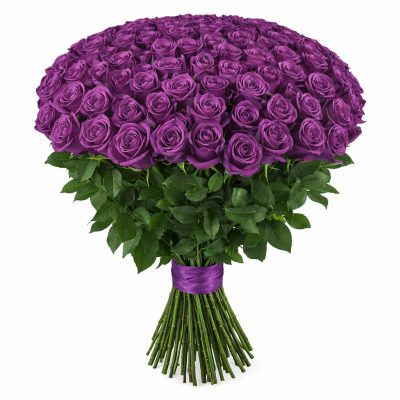 Розы Эквадор фиолетовые