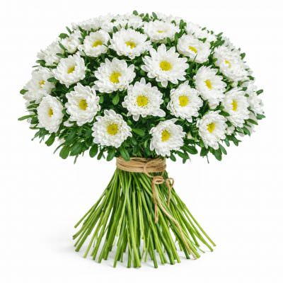 Астра белая